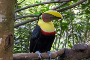 Costa Rica - Bird Watching